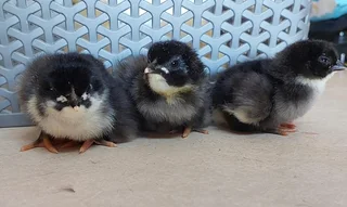 Day old chicks