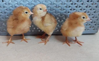 Day old chicks