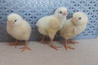 Day old chicks