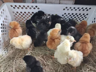 Day old chicks