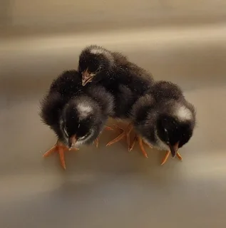 Day old chicks
