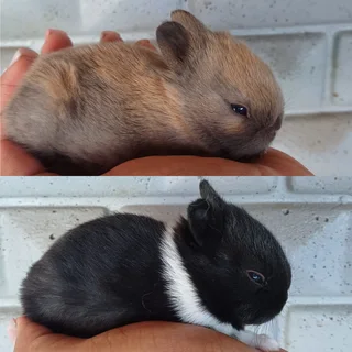 Purebred Netherland dwarfs
