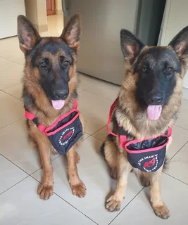 German Shepherd Puppies