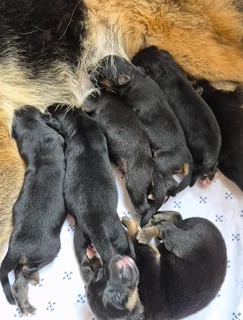 German Shepherd Puppies