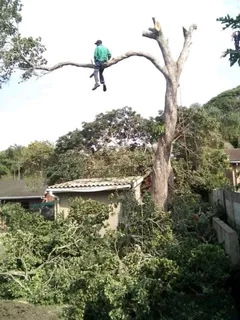 James Tree Cutter 0735309364