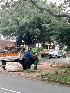 JAMES TREE CUTTER 0735309364