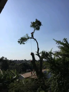 JAMES TREE CUTTER 0735309364