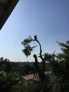 JAMES TREE CUTTER 0735309364