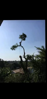 JAMES TREE CUTTER 0735309364