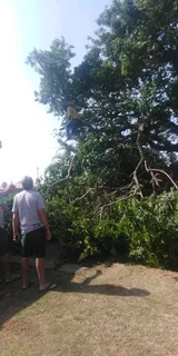 JAMES TREE CUTTER 0735309364