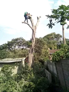 James Tree Cutter Services