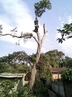 JAMES TREE CUTTER SERVICES