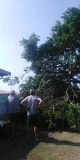 JAMES TREE CUTTER SERVICES