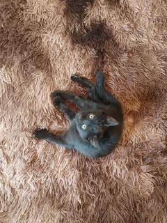 Kittens - Ad posted by Mariesa VanZyl