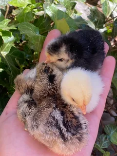 silkie Australorp mix hens