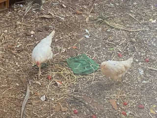 Chicks silkie Australorp mix