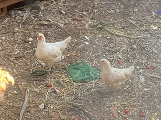 silkie Australorp mix hens