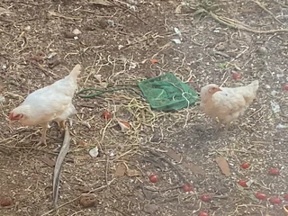 silkie Australorp mix hens