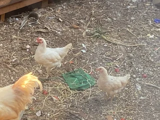 silkie Australorp mix hens