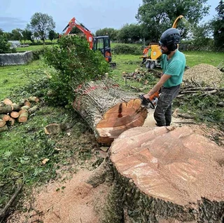 Tree felling and stump removal
