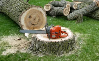 Tree felling and stump removal