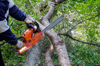 Tree felling and stump removal