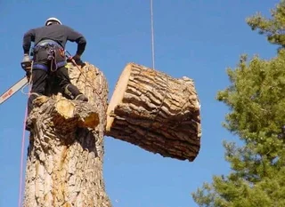 Tree felling and stump removal