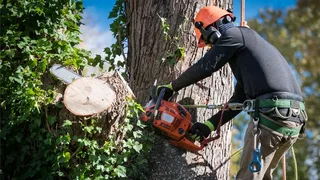 Tree felling and stump removal