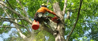 Tree felling and stump removal