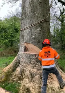 Tree felling and stump removal
