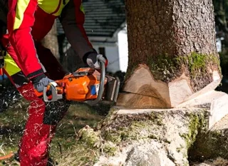 Tree felling and stump removal