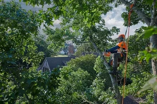 Tree felling and stump removal