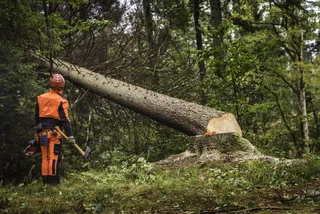 Tree felling and stump removal
