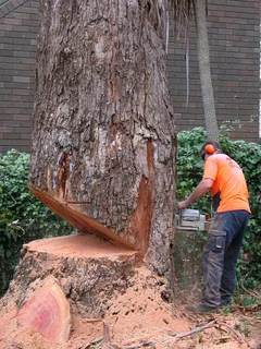 Tree felling and stump removal