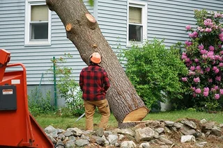 Tree felling and stump removal
