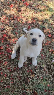 Labrador Puppies