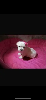 Miniature Maltese Puppies