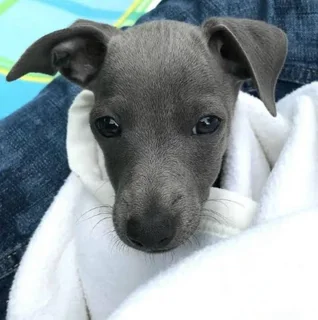 Italian Greyhound Puppies