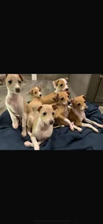 Italian Greyhound puppies