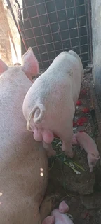 Piglets for sale.  Pigs too Cape Town