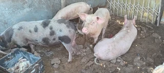 Piglets for sale.  Pigs too Cape Town