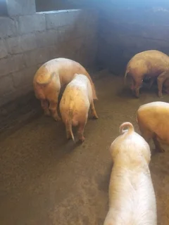 Piglets for sale.  Pigs too Cape Town