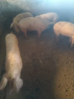 Piglets for sale.  Pigs too Cape Town