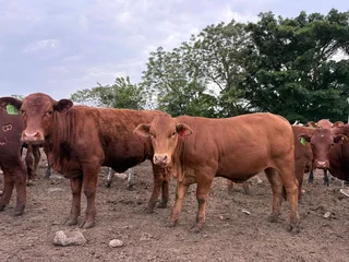 Cattle for sale