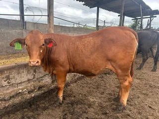 Cattle for sale