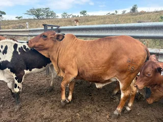 Cattle for sale