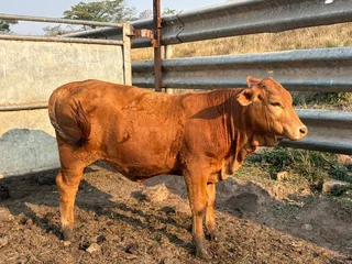 Cattle for sale