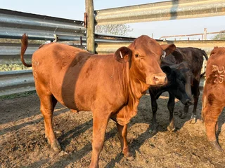 Cattle for sale