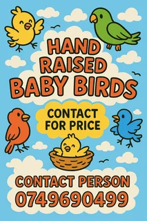 Hand Raised Birds