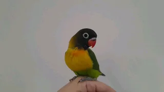 Hand Reared Masked Love Birds